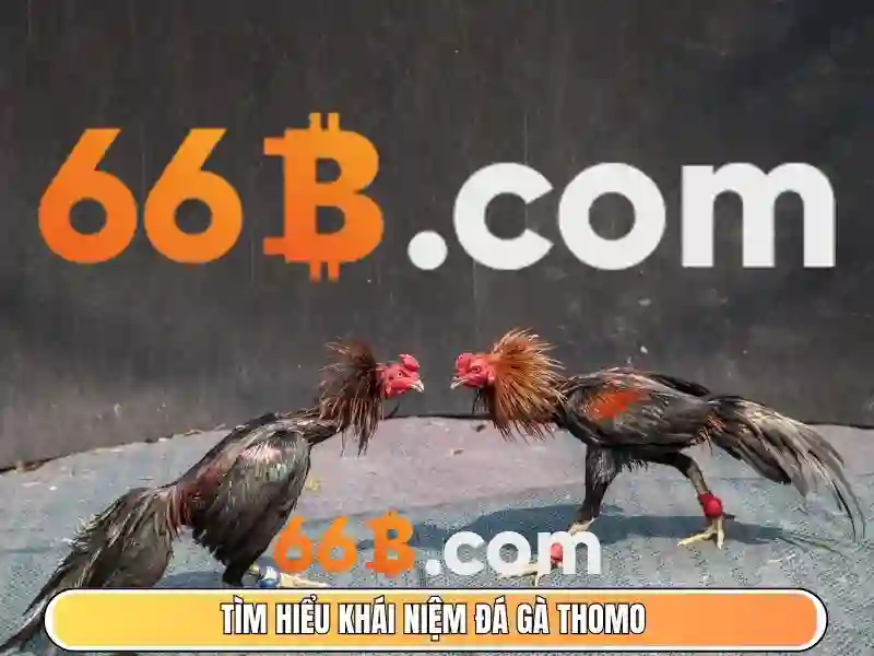 Giới thiệu về kích thước 66B