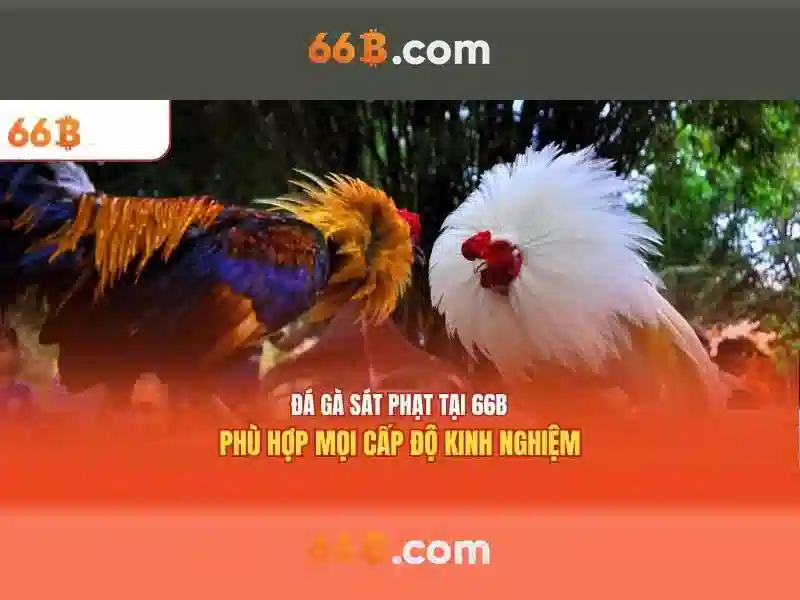 66B tham số: Khám phá cấu trúc và ứng dụng Go88