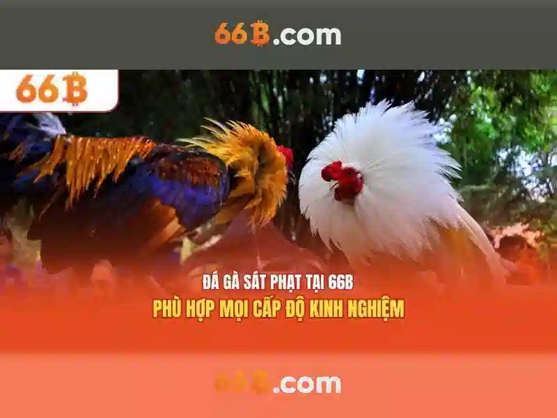 Khái niệm và quy mô của 66b 1 Đăng Nhập
